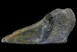 Fossil Megalodon Tooth Paper Weight #66213-1